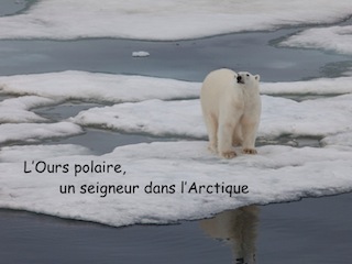 Conférence sur l'ours polaire