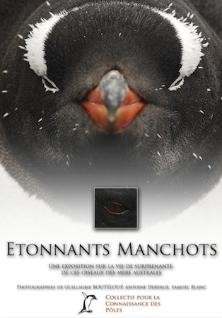 Etonnants manchots