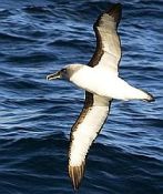 Albatros de Buller - sous espèce nominale