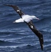 Albatros hurleur