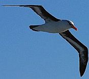 Albatros à sourcils noirs - ssp impavida