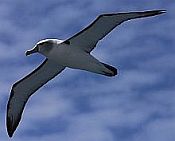 Albatros timide