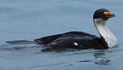 Cormoran impérial - sous espèce purpurascens (Macquarie)