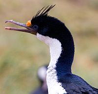 Cormoran impérial - sous espèce albiventer (Falkland)