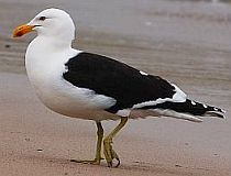 Goéland dominicain