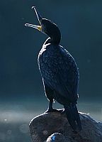 Grand cormoran - G. Bouteloup