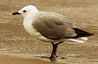 Mouette scopuline