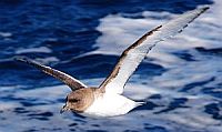 Pétrel antarctique - G. Bouteloup