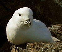 Pétrel des neiges