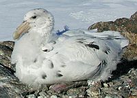 Pétrel géant antarctique de forme blanche