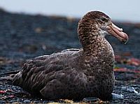 Pétrel géant subantarctique