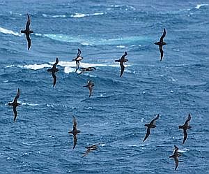 Puffins à bec grêle au large de la Tamsanie