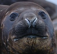 Eléphant de mer austral -
       G. Bouteloup