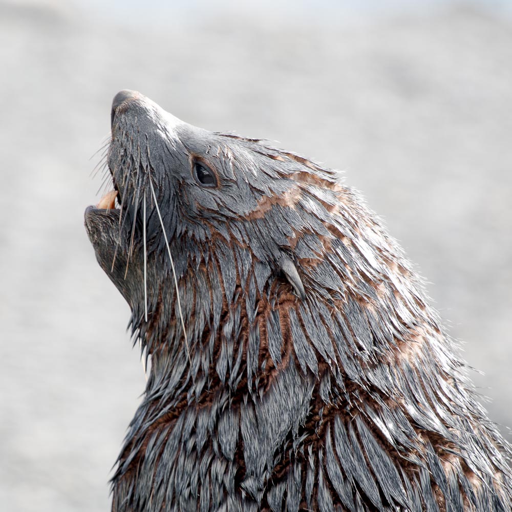 A bull Antarctic fur seal coming from the sea, ready to defend his territory.