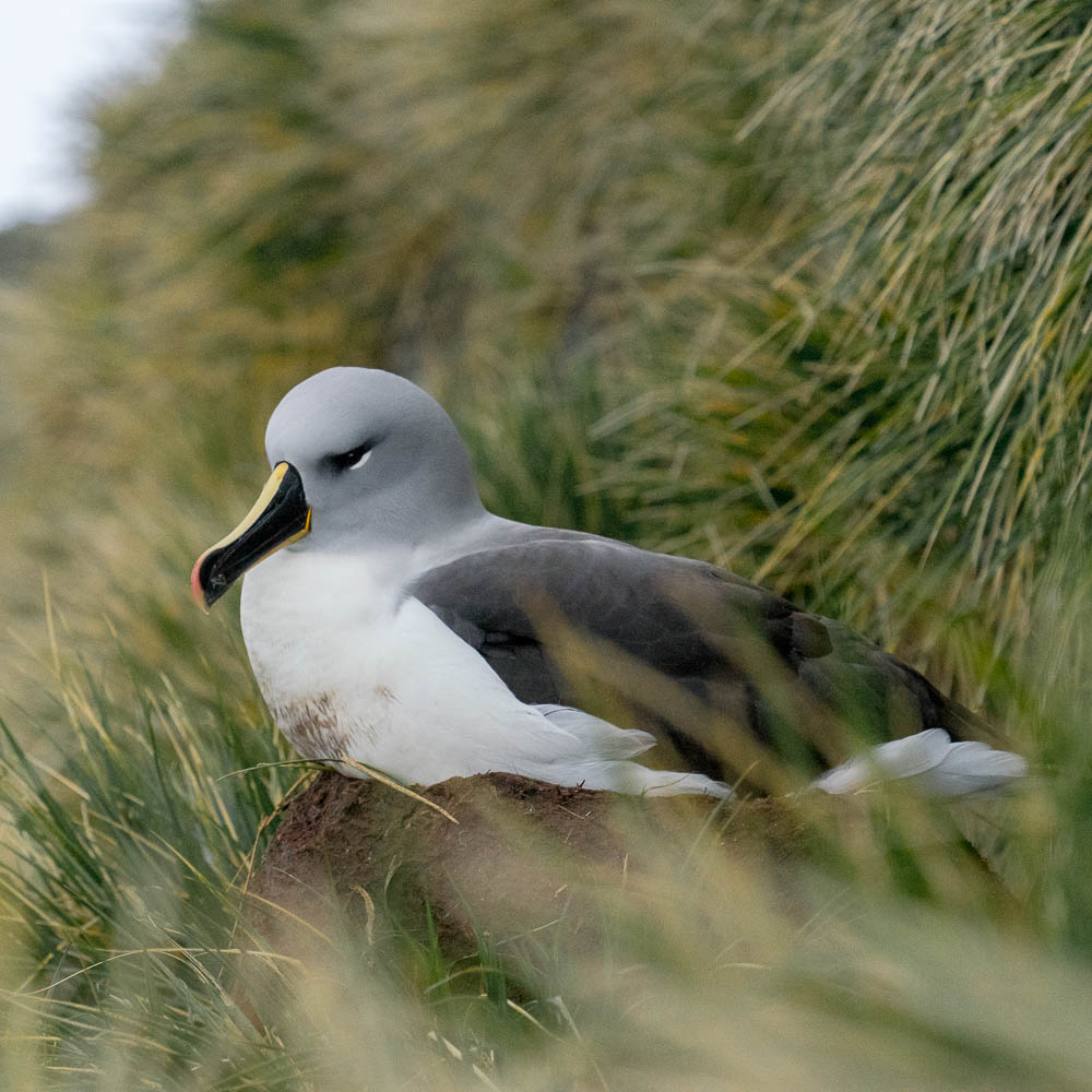 A gray-headed albatross nesting in the bay of Elsehul
