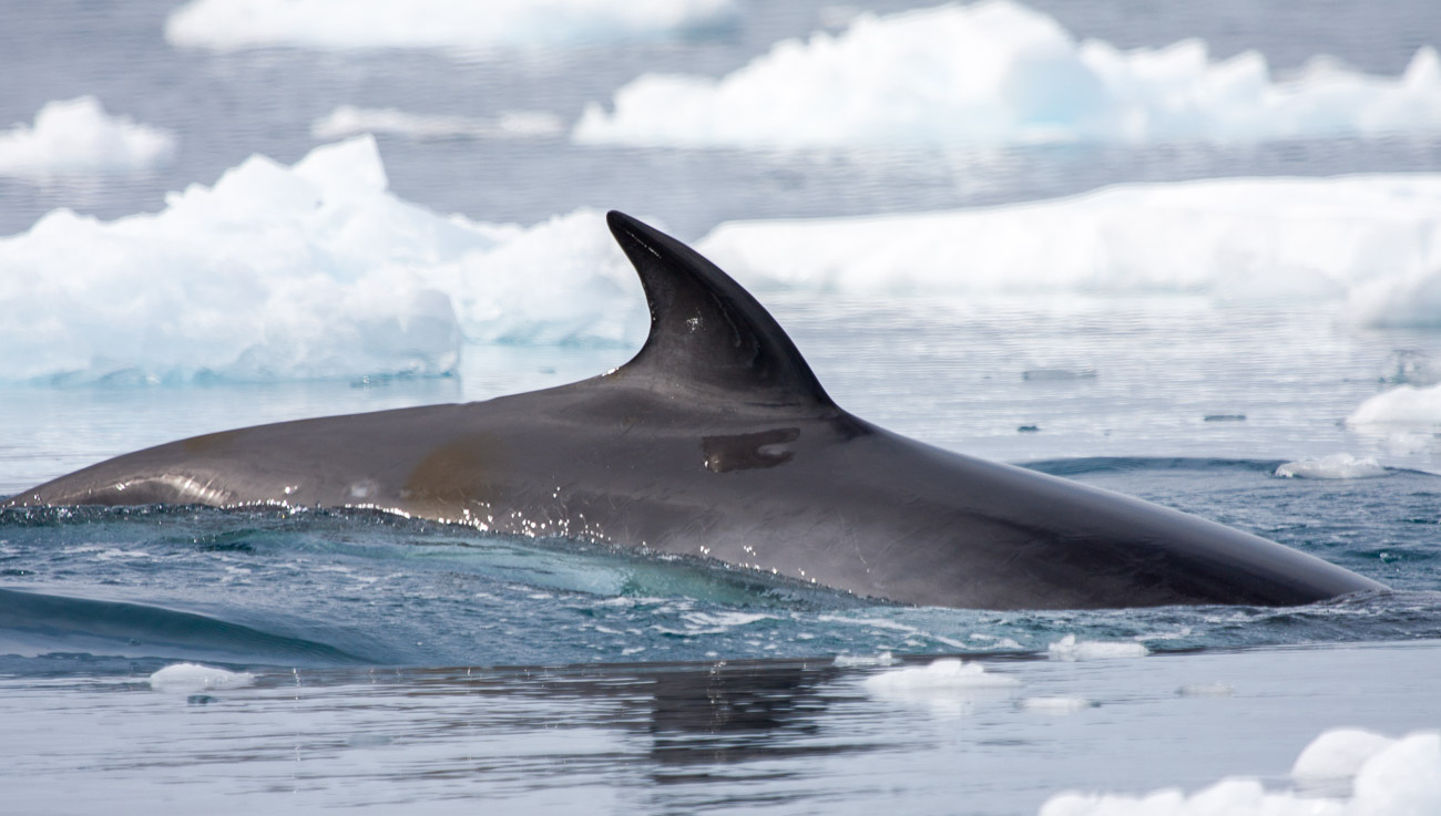 Close-up of the dorsal fin of an Antarctic Minke whale