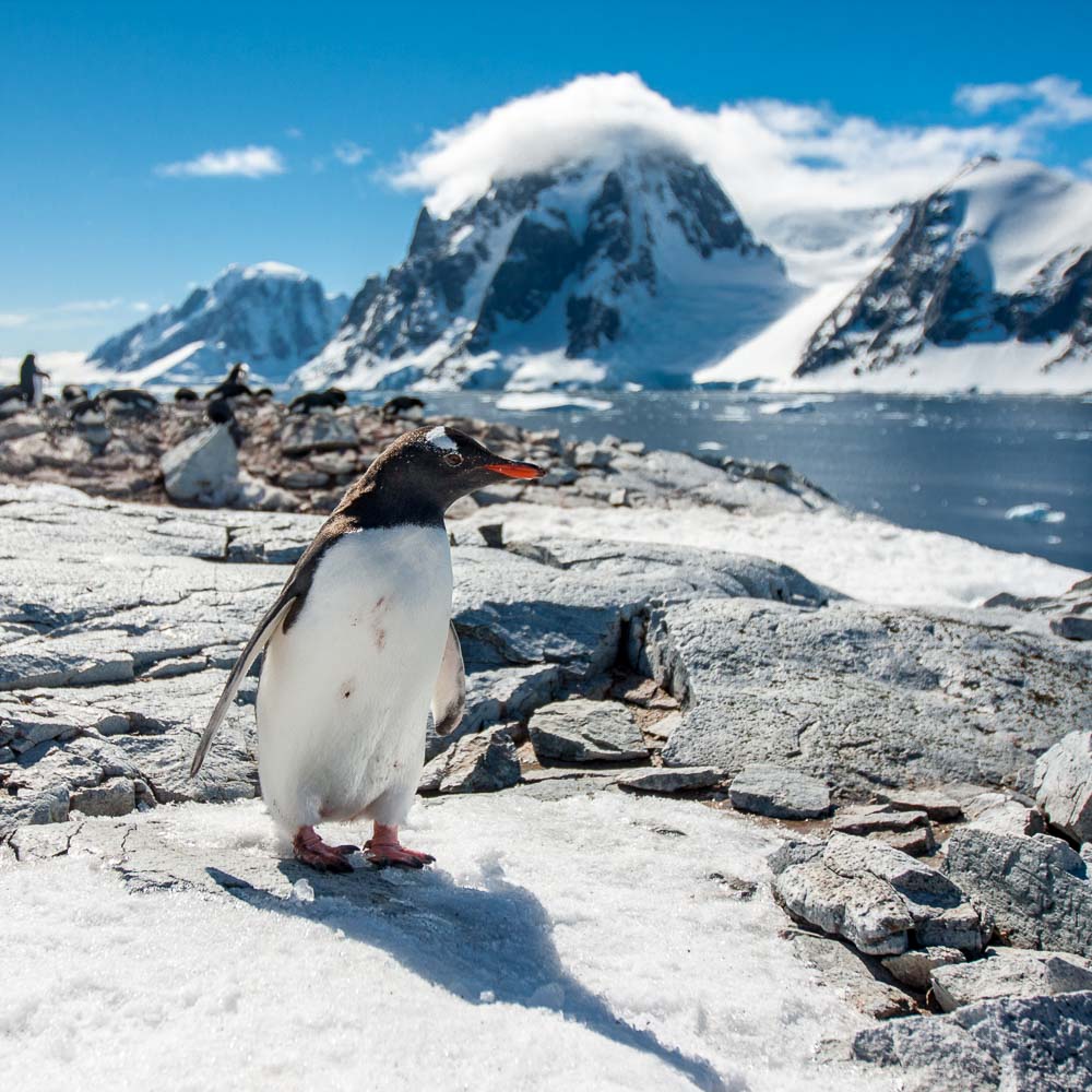 Gentoo penguin at Petermann island