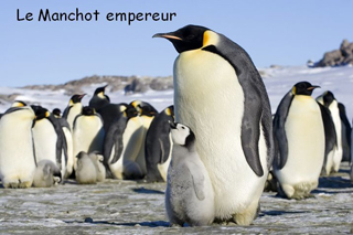 Conférence sur le manchot empereur