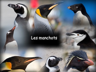 Conférence sur les manchots