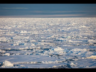 Conférence sur l'ours polaire