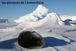Conférence sur les phoques de l'Antarctique