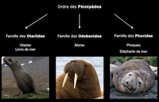Conférence Les phoques de l'Antarctique