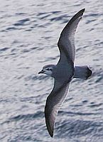 Prion colombe