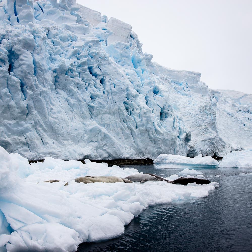 Crabeater seals resting on an ice floe in the Lemaire channel, Antarctic peninsula