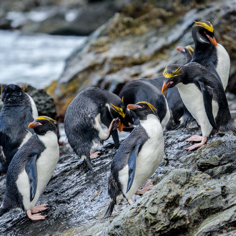 Macaroni penguins at Cooper bay