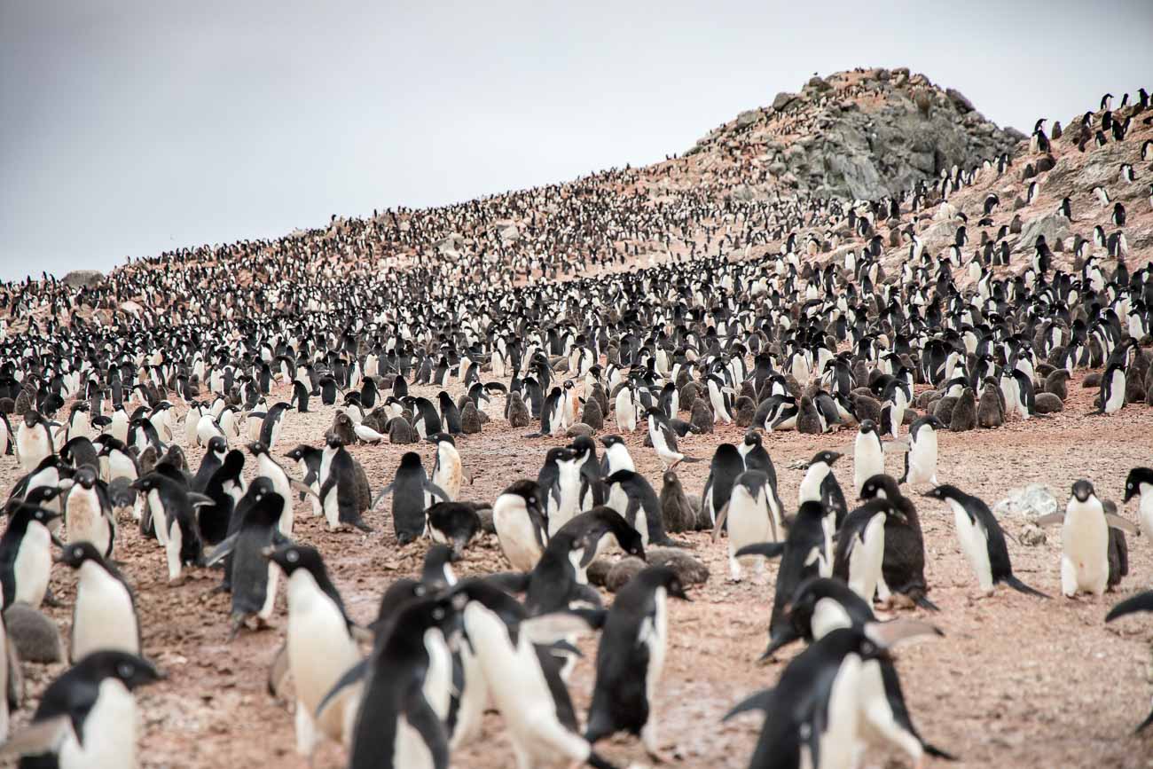 Hundreds of thousands of Adelie penguins on the Danger islands, Antarctic peninsula