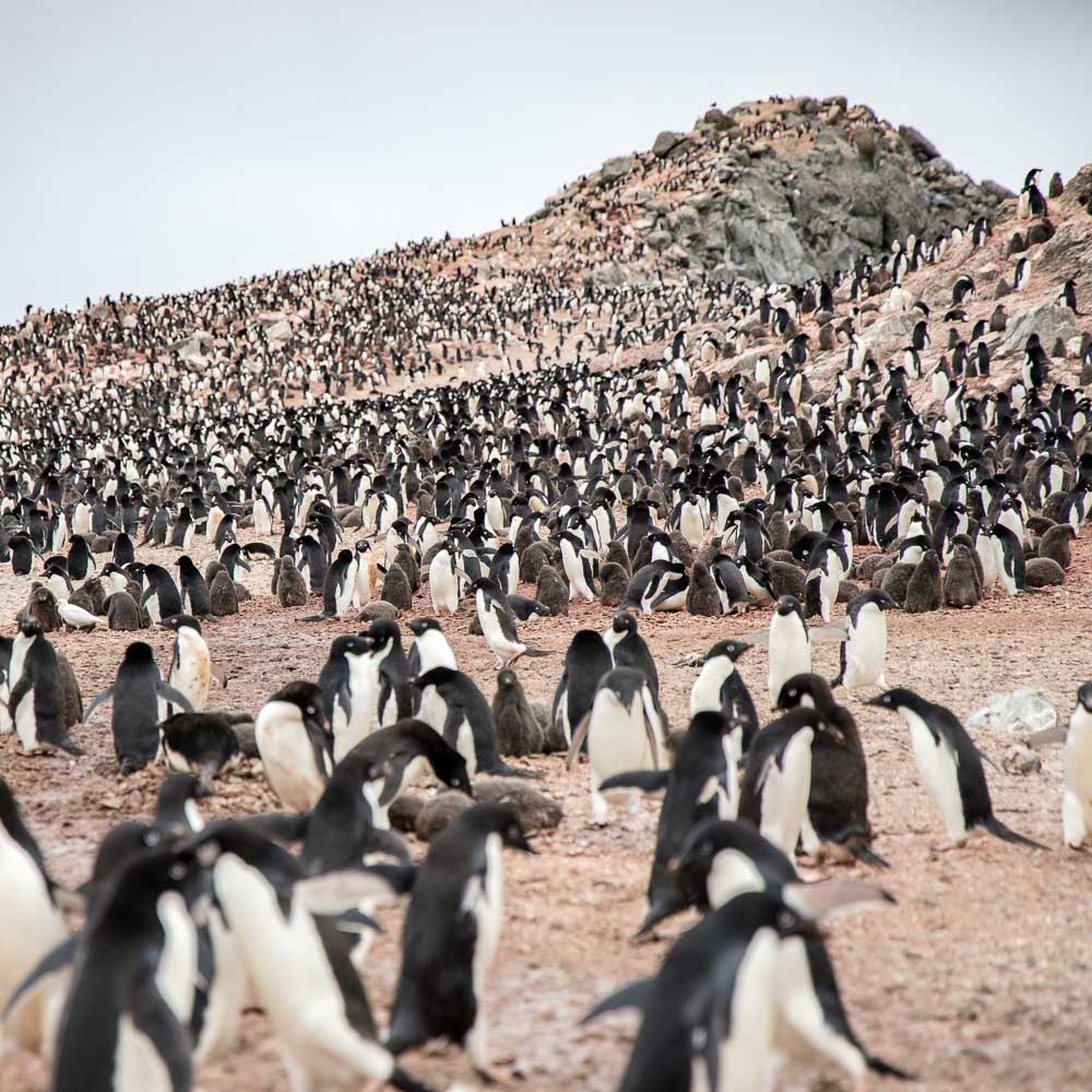 Hundreds of thousands of Adelie penguins on the Danger islands, Antarctic peninsula