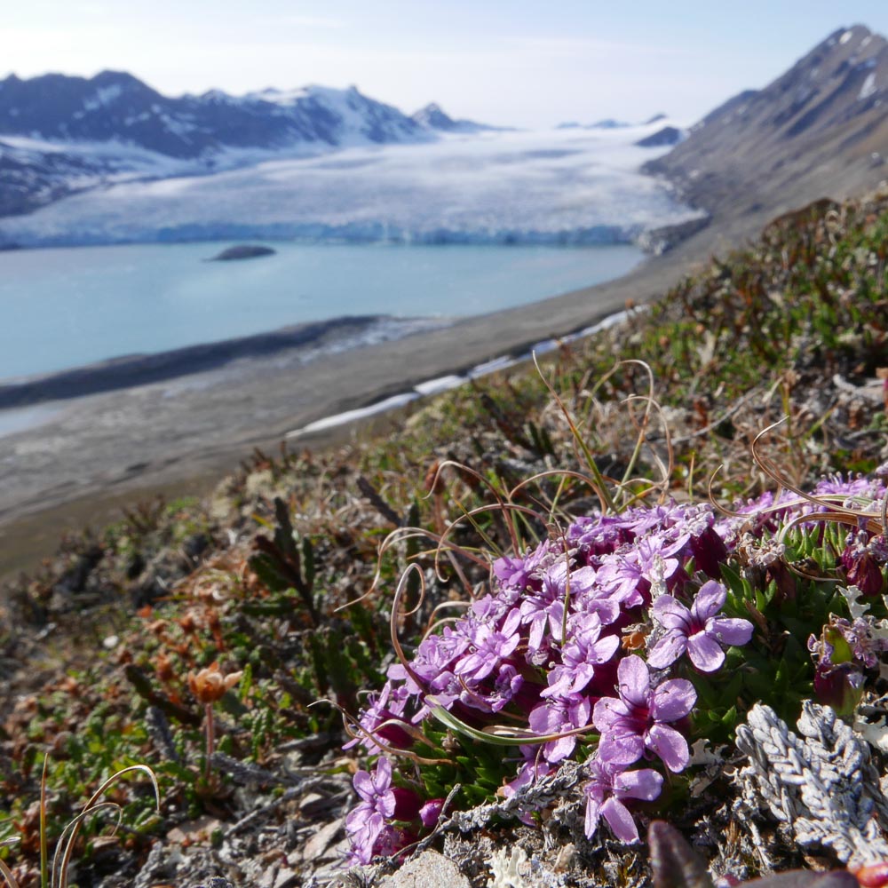 The luxurious tundra and peaked submits from the Western coast of Svalbard at St Jonsfjord