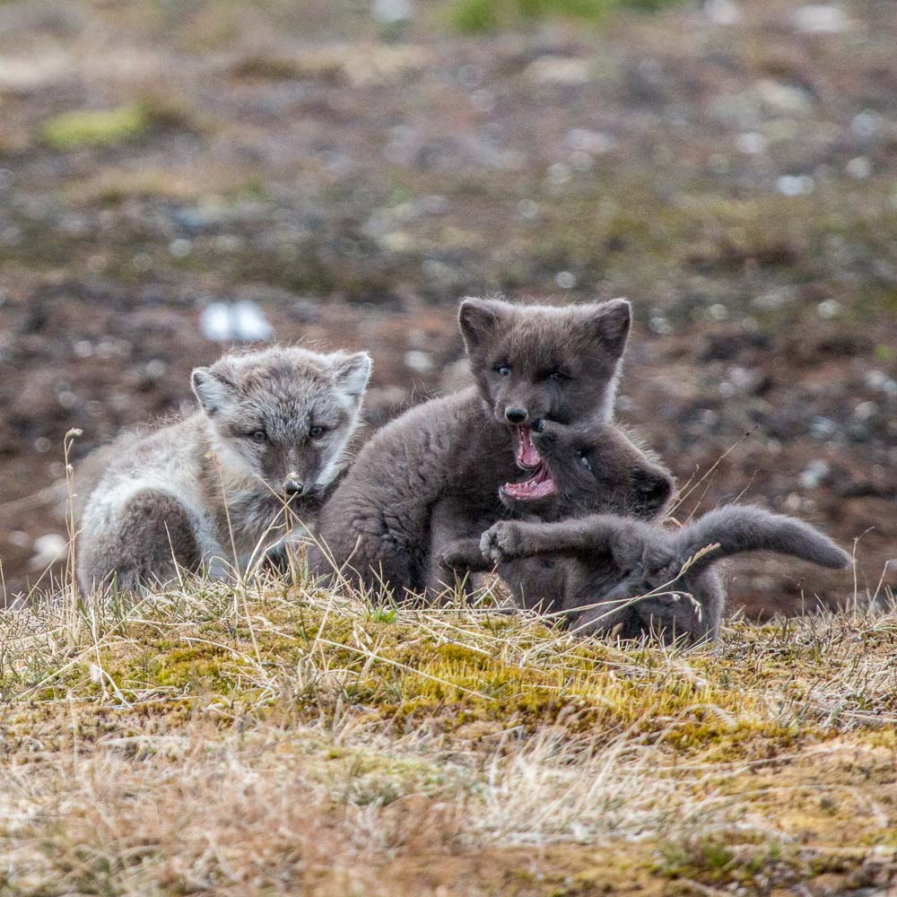 A brotherhood of arctic foxes playing in the tundra at Bamsebu, Svalbard