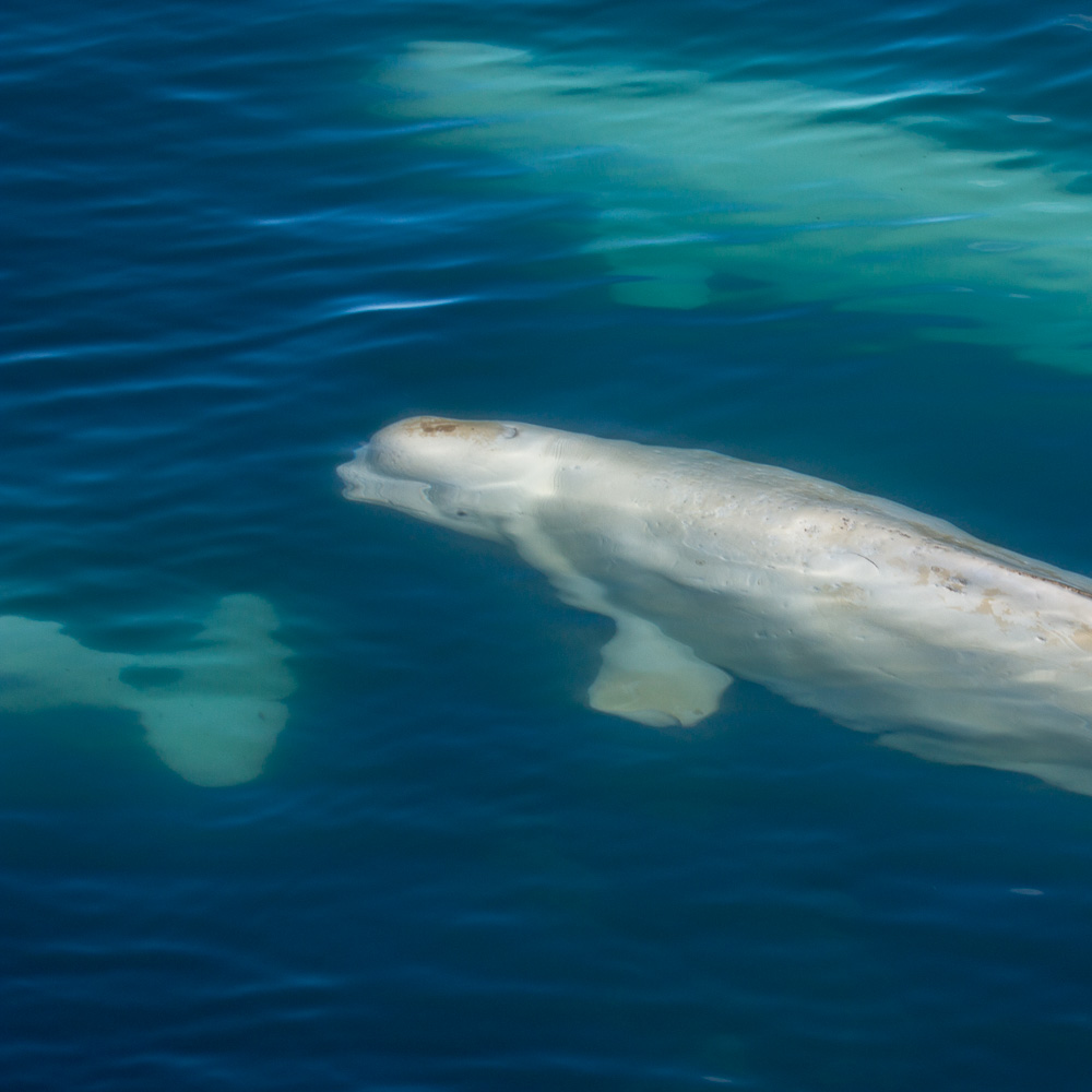 A beluga whale swimming along the coast down the cliff at Alkhornet, Svalbard