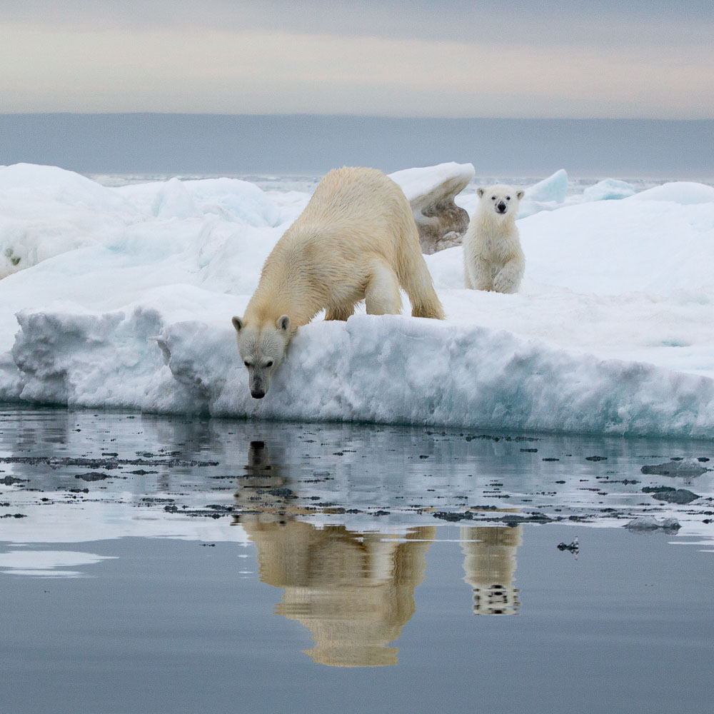 A mother and her cup of the year on the sea ice around the seven islands, Svalbard