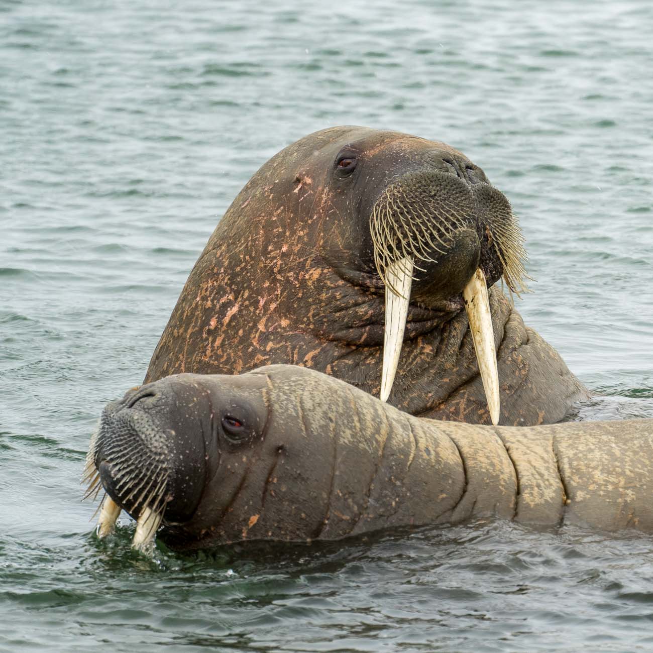 Walruses resting at Poolepynten, Svalbard