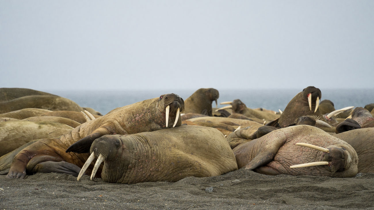 Walruses resting at Poolepynten, Svalbard